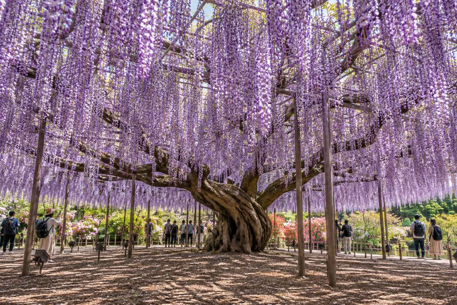 Ashikaga Flower Park - Private Day Tour from Tokyo