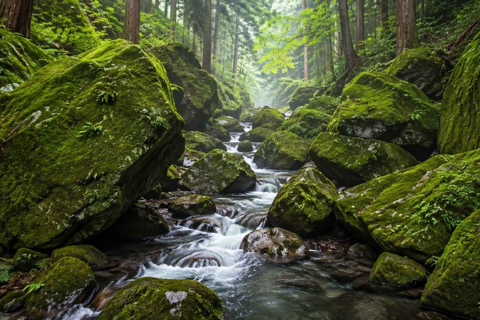 Hidden Tokyo Nature Tour — Mt. Mitake & Gorge Walk