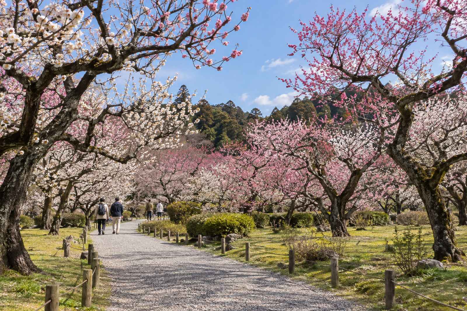 Mito Kairakuen & Natto Town - Private Day Tour from Tokyo