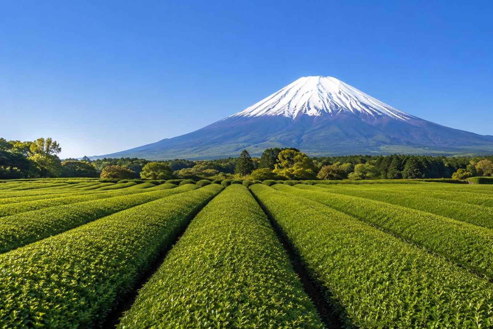 Mt. Fuji West Side Private Day Tour 4