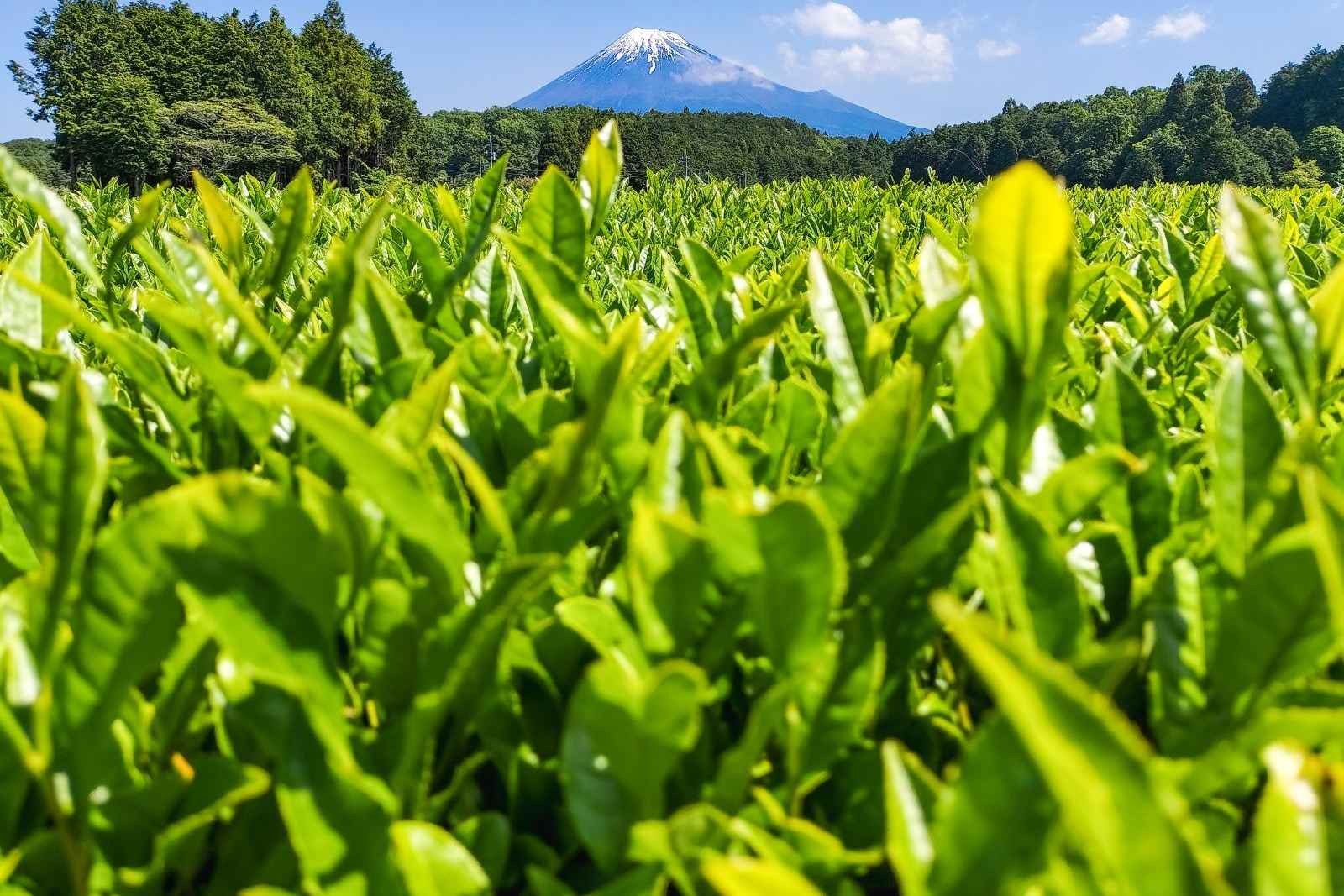 Mt. Fuji West Side Private Day Tour