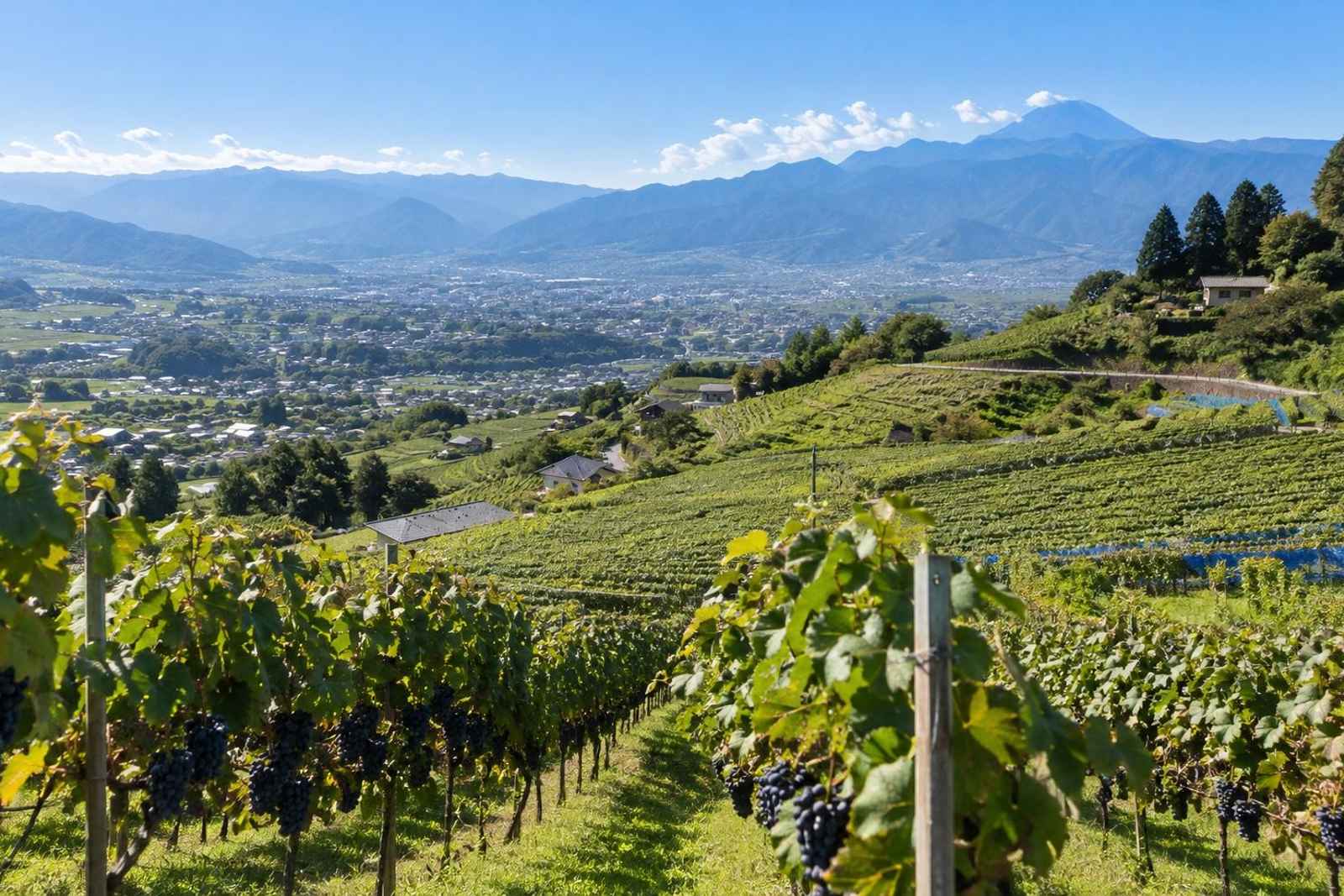 Shosenkyo Gorge & Wine - Private Day Tour from Tokyo 3