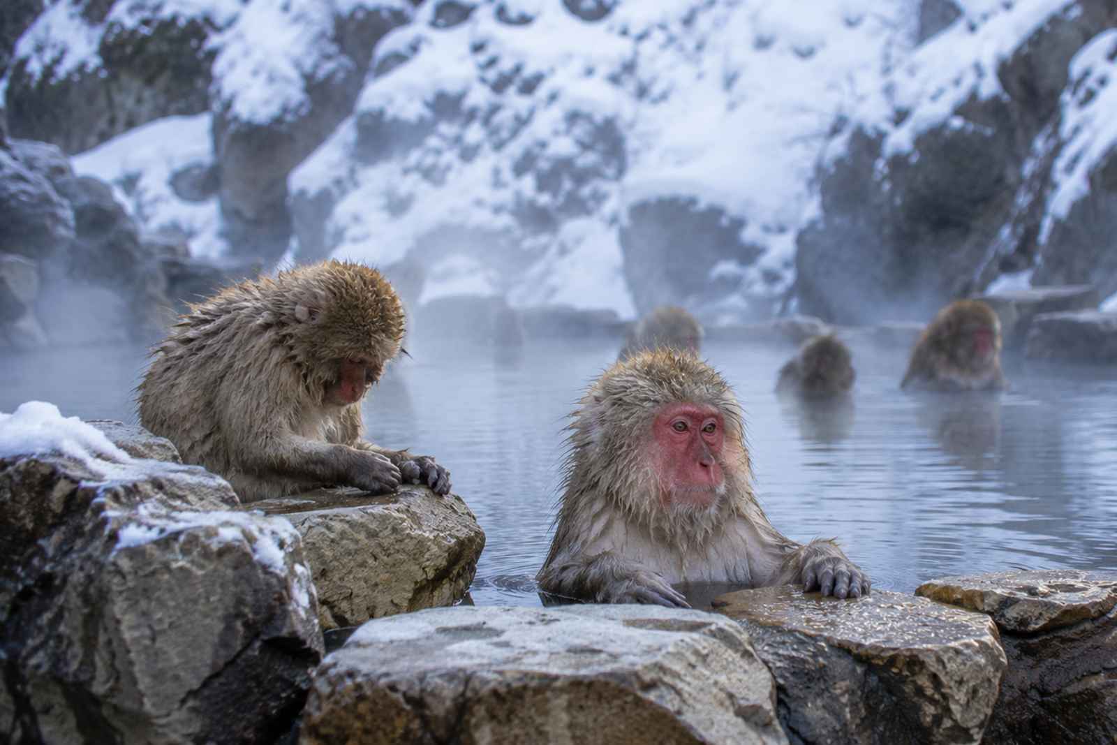 Snow Monkey Sunrise and Obuse Chestnut Workshop Private Tour, Nagano
