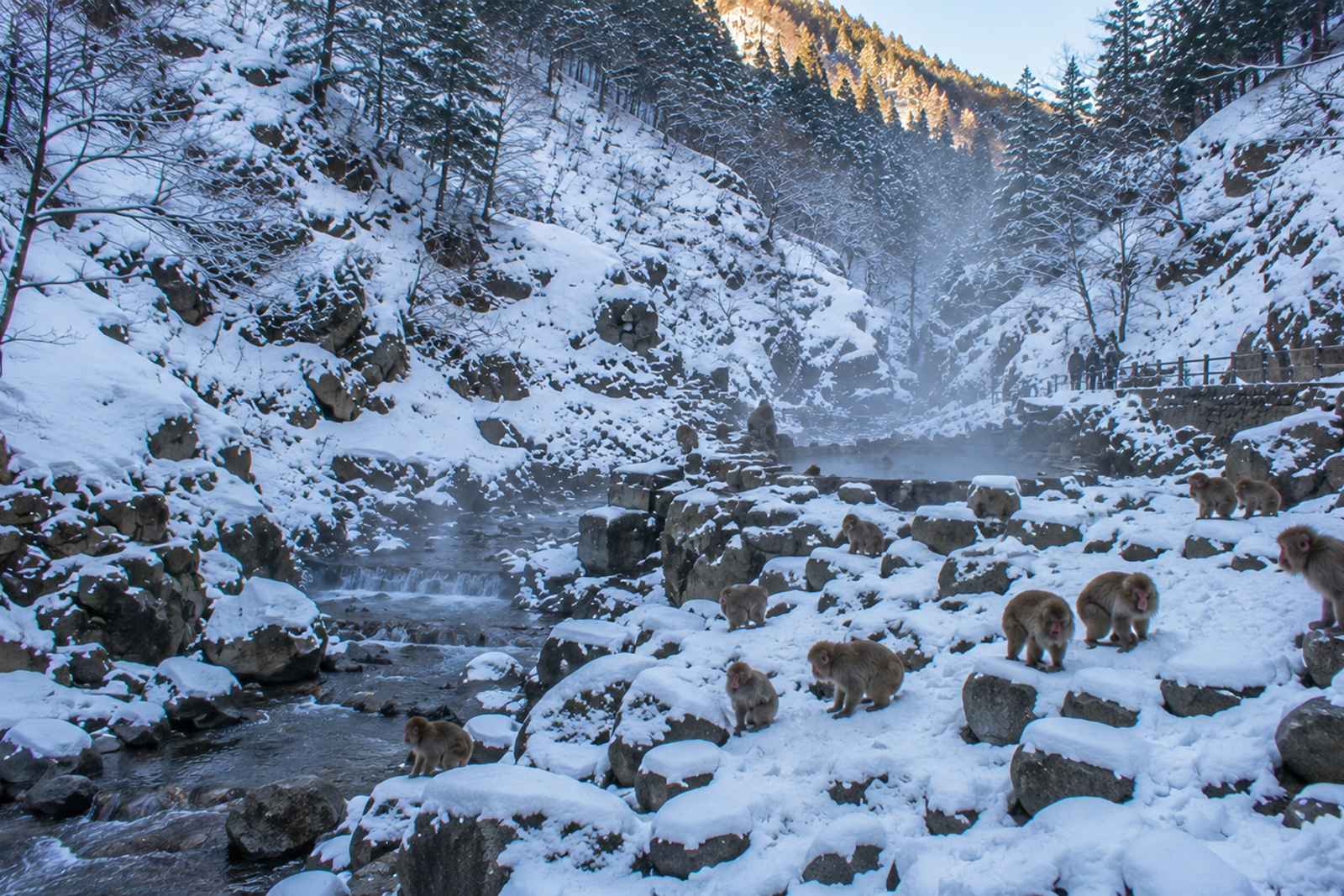 Snow Monkey Sunrise and Obuse Chestnut Workshop Private Tour, Nagano 3