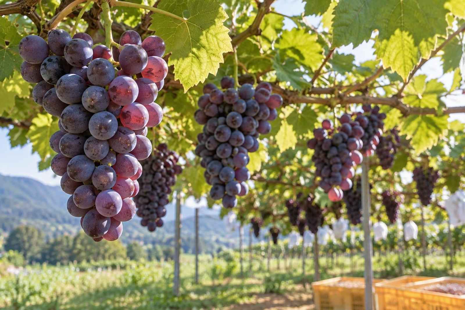 From Tokyo: 2-Day Fukushima Fruit Line Customizable Tour 3