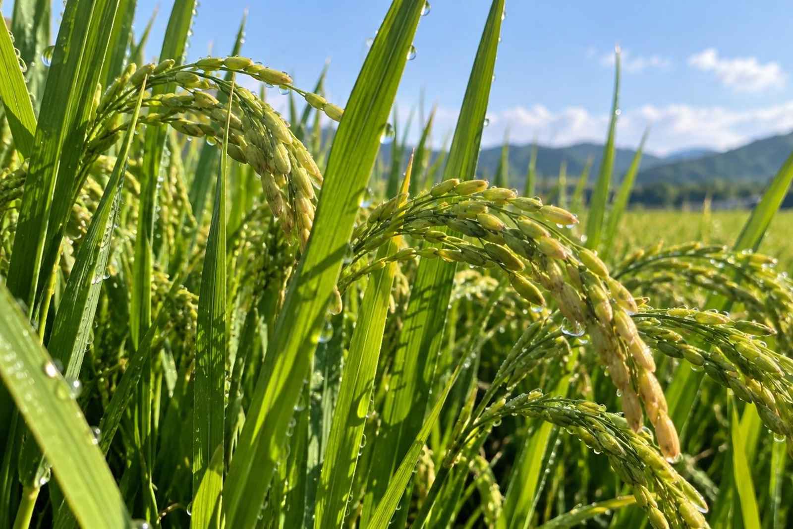 From Tokyo: 3-Day Inakadate Rice Art Customizable Tour 3