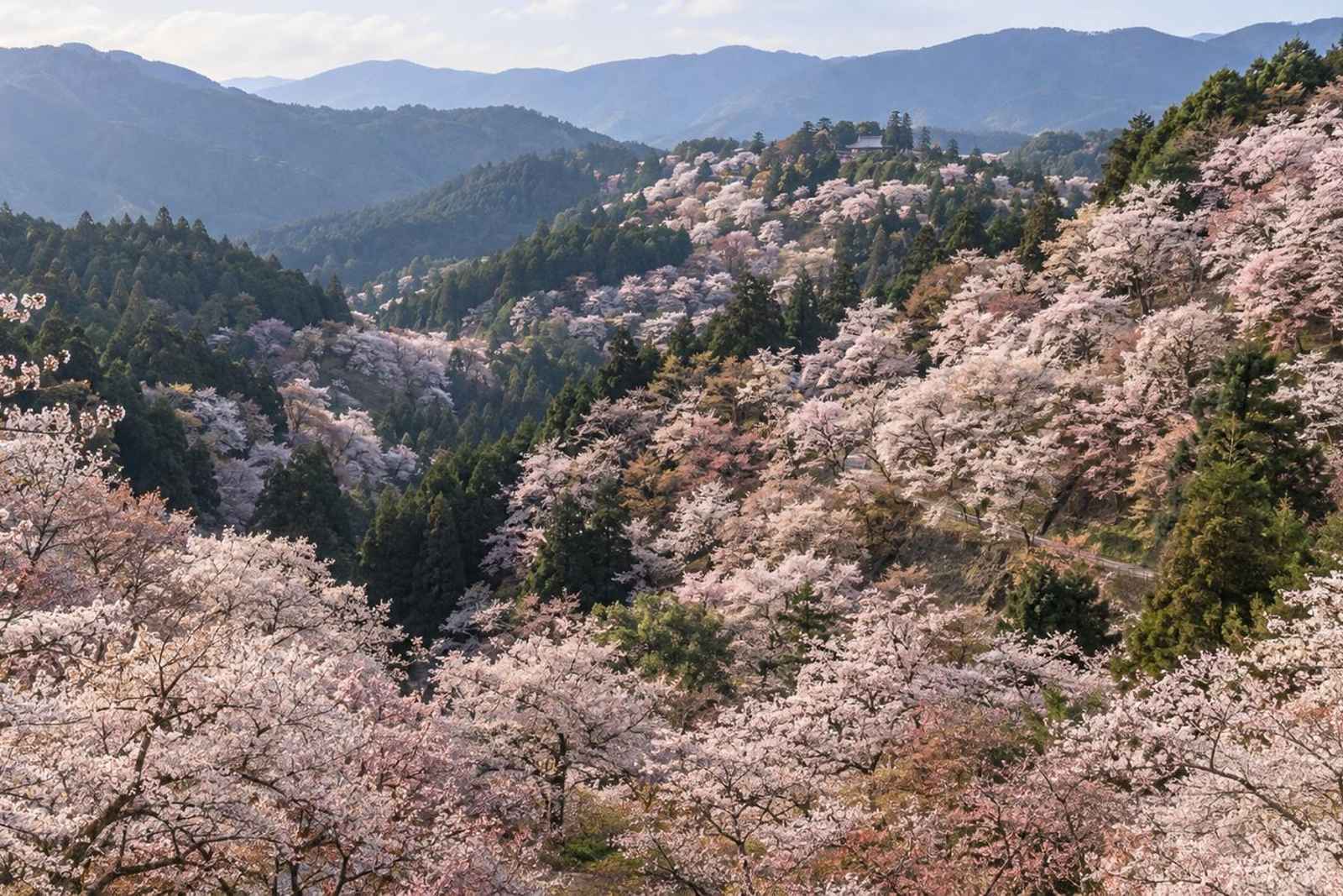 From Tokyo: 3-Day Yoshino Cherry Hills Customizable Tour 4