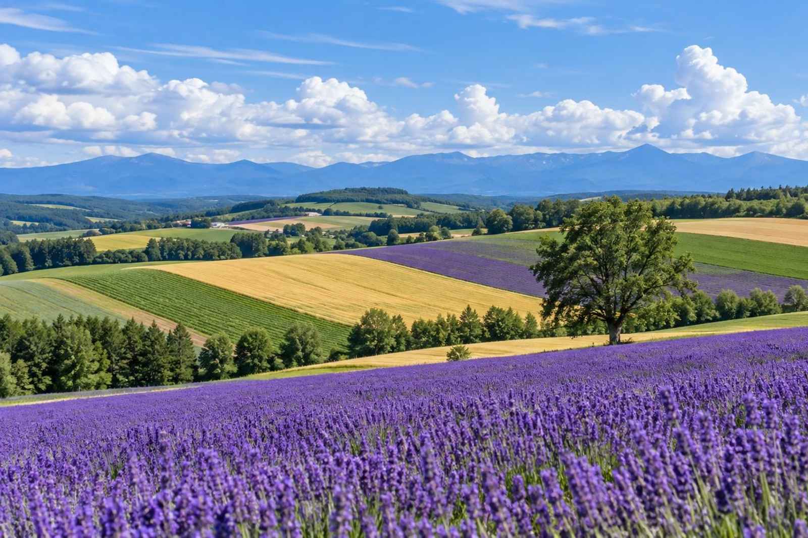 From Tokyo: 5-Day Furano Lavender Customizable Tour 2