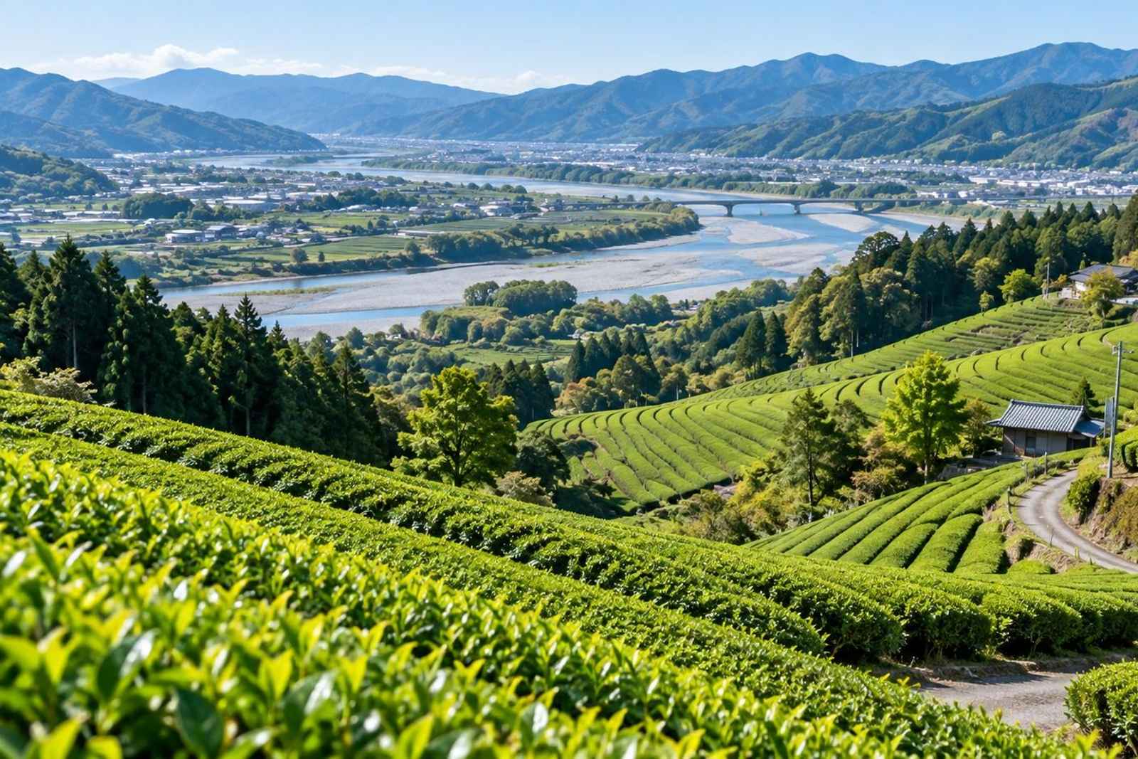 From Tokyo: Horai Bridge & Tea Hills Customizable Tour 3