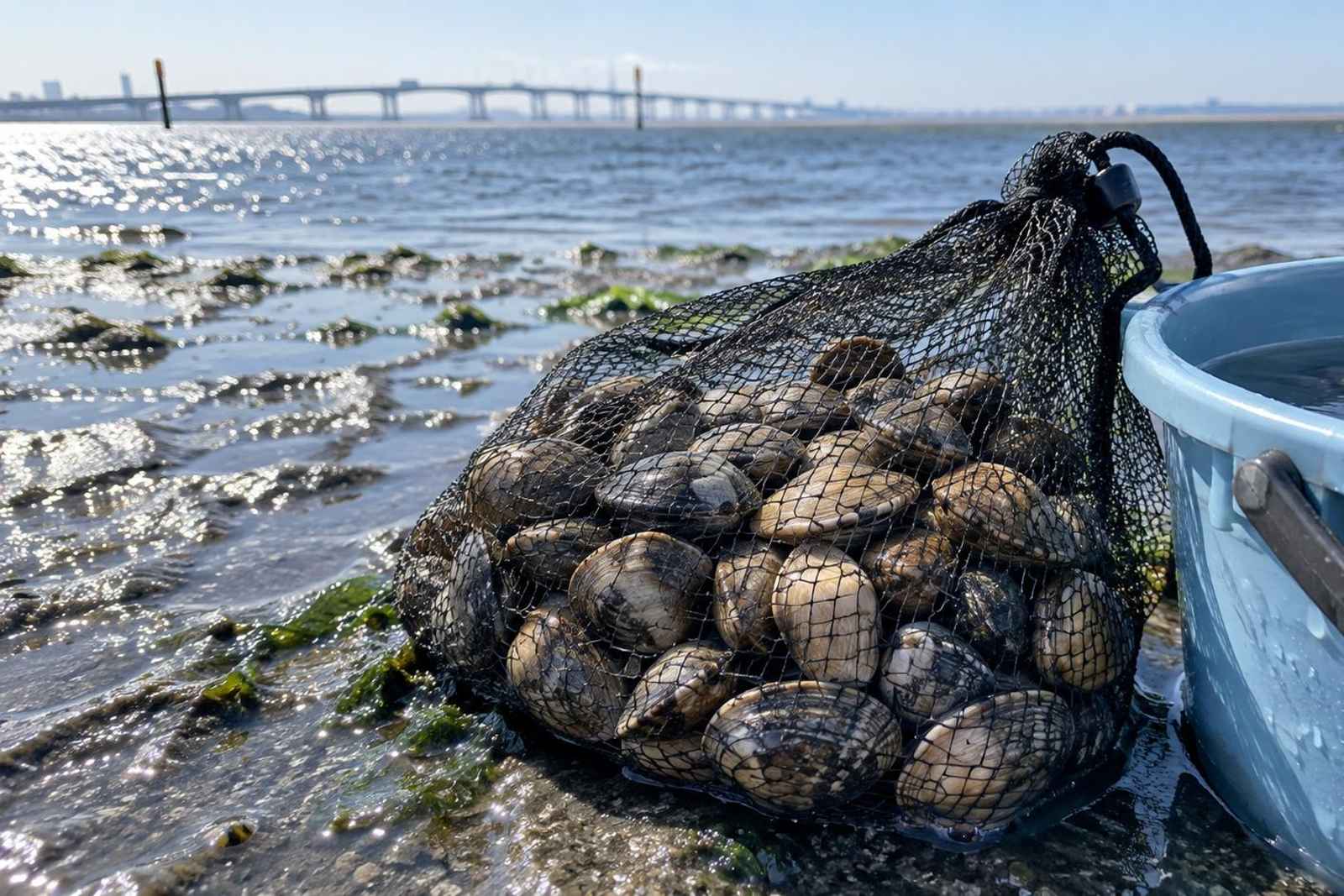 Tokyo Bay: Kisarazu Clam Digging Customizable Tour 5