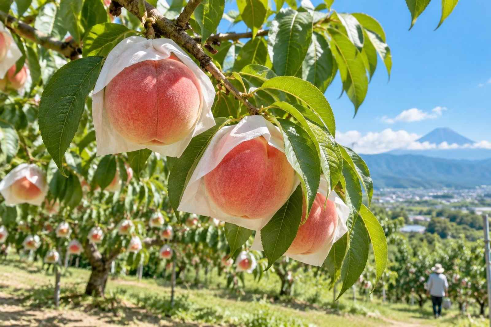 From Tokyo: Yamanashi Peach Orchards Customizable Tour
